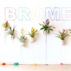Promotie Bromelia