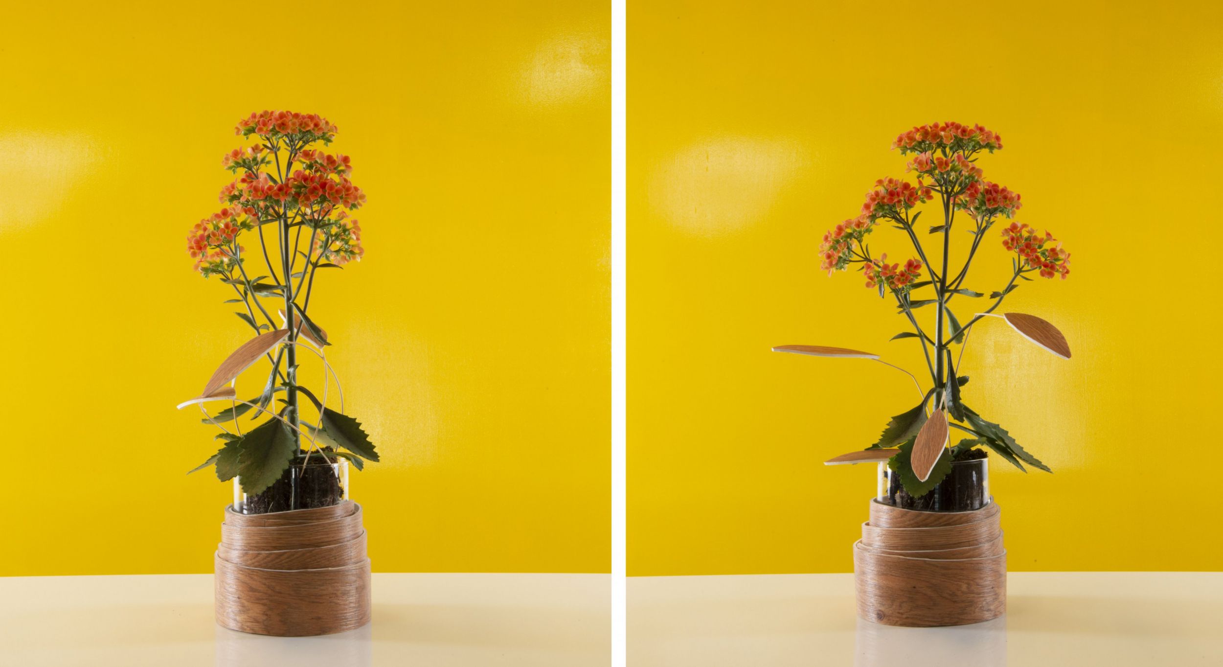 AlwaysKalanchoe Extra SBS Orange Easy s4+5