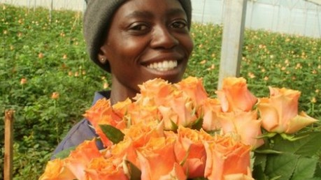 Panocal roos Arancio