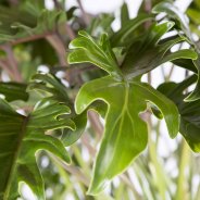 Philodendron Xanadu