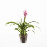 Bromelia Guzmania Candy
