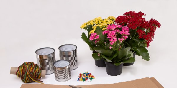 World Teachers' Day: give them sweet succulents