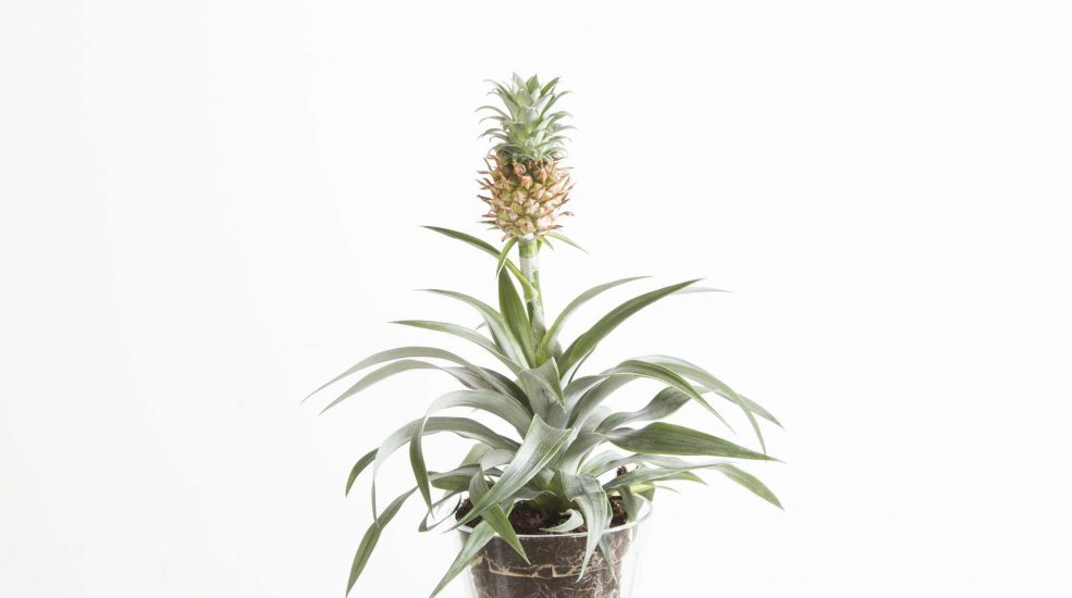 Ananas Corona