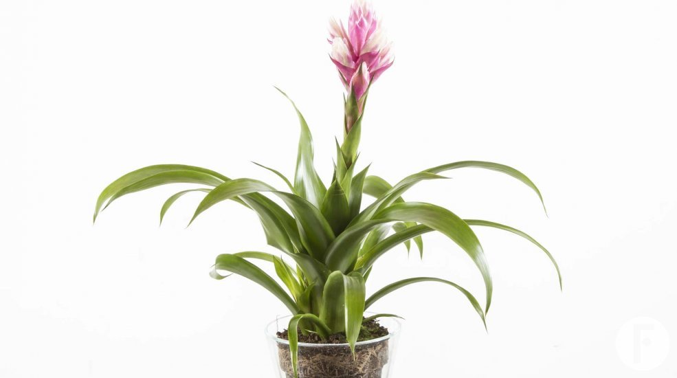 Bromelia Guzmania Candy