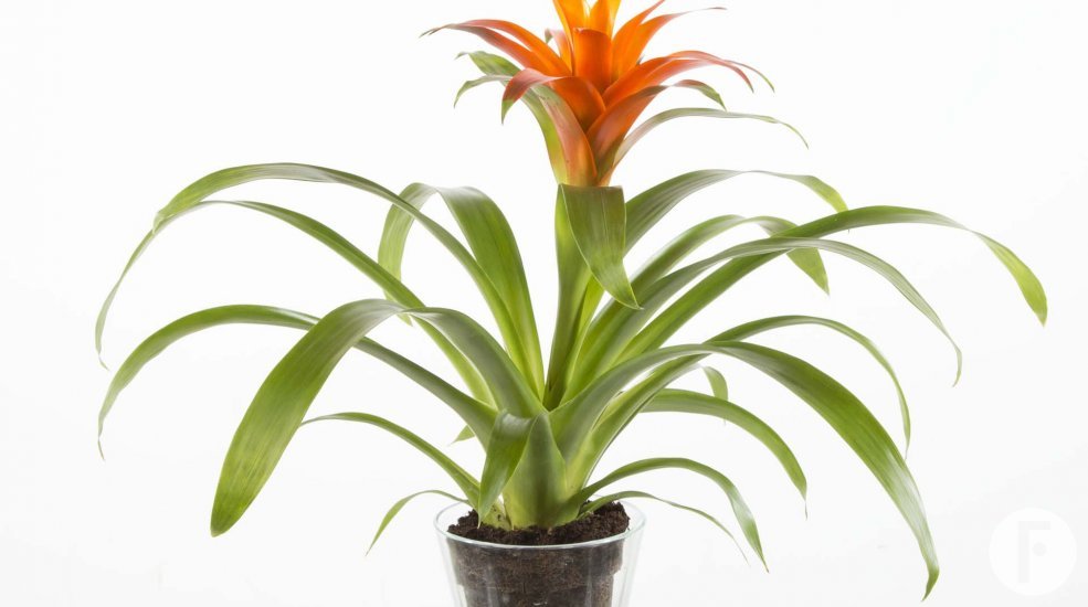 Bromelia Guzmania Orange