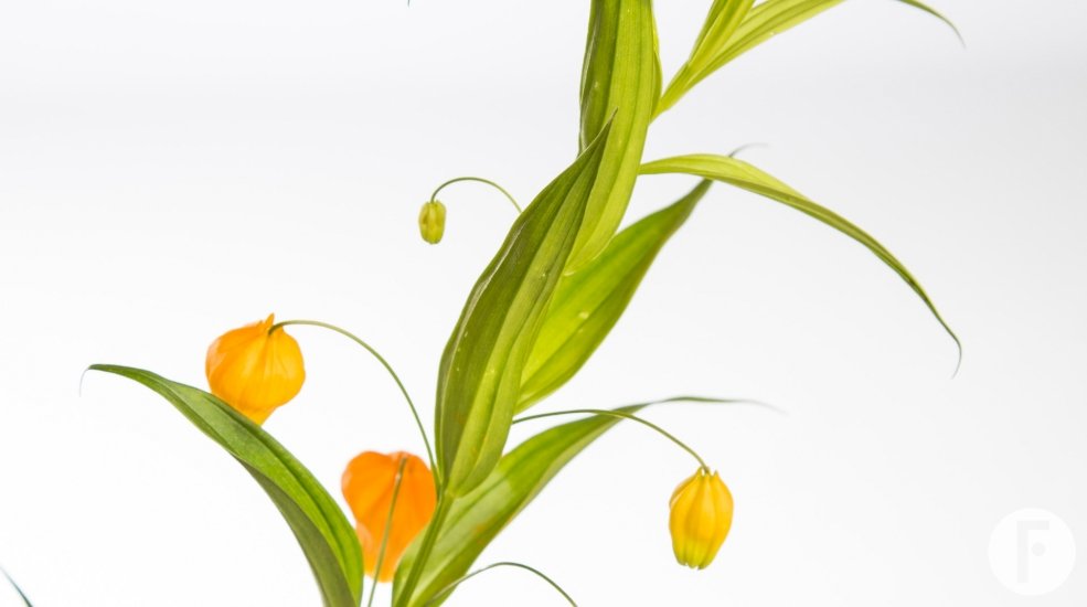 Sandersonia aurantica