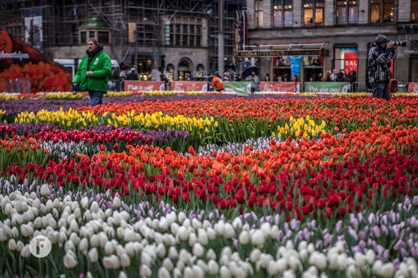 Tulpevent flowerfactor11