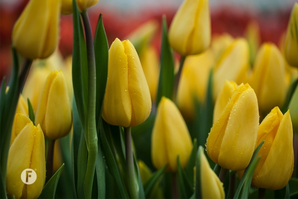 Tulpevent flowerfactor13