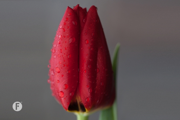 Tulpevent flowerfactor14