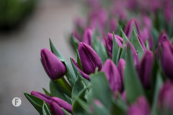 Tulpevent flowerfactor15