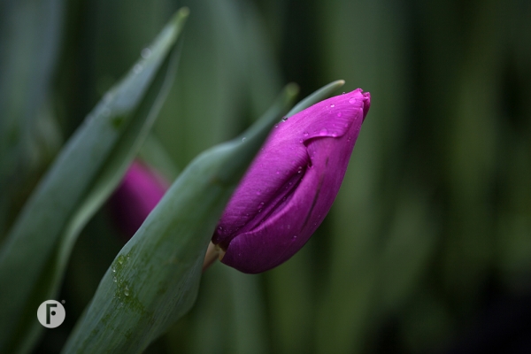 Tulpevent flowerfactor16