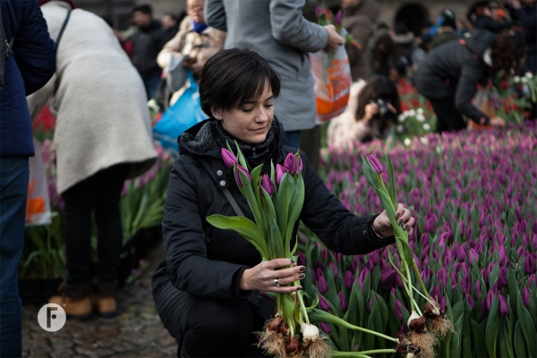 Tulpevent flowerfactor8