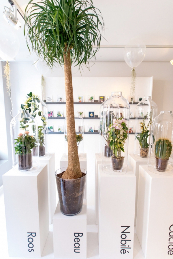 plantagency2
