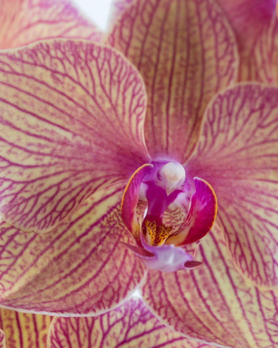 golden treasure kopie