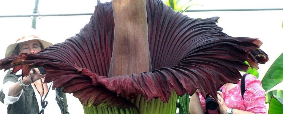 corpseflower