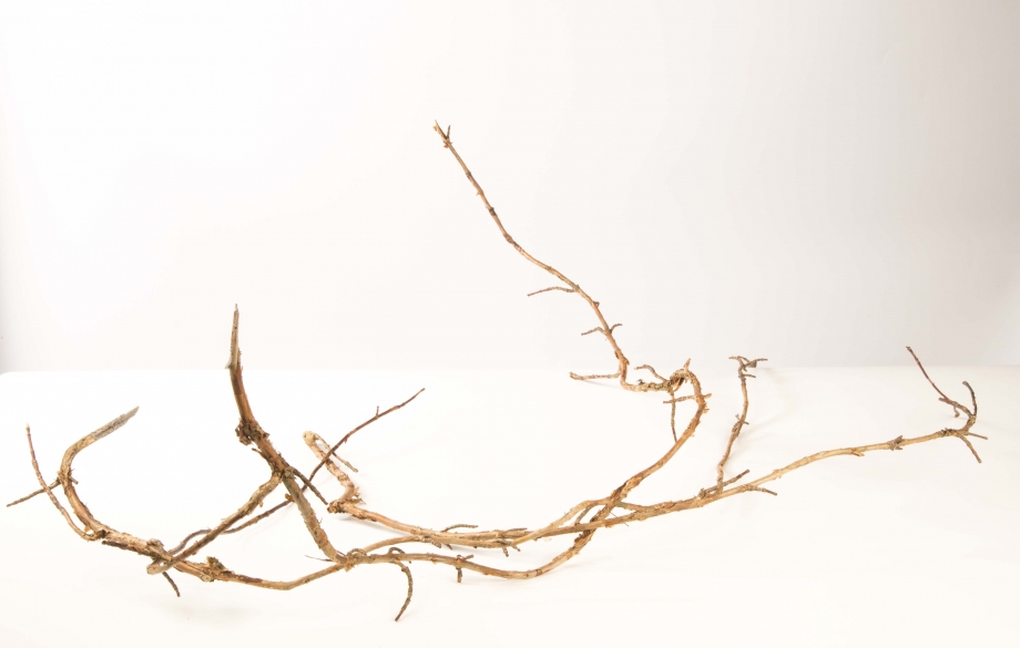 componenten Hydrangea