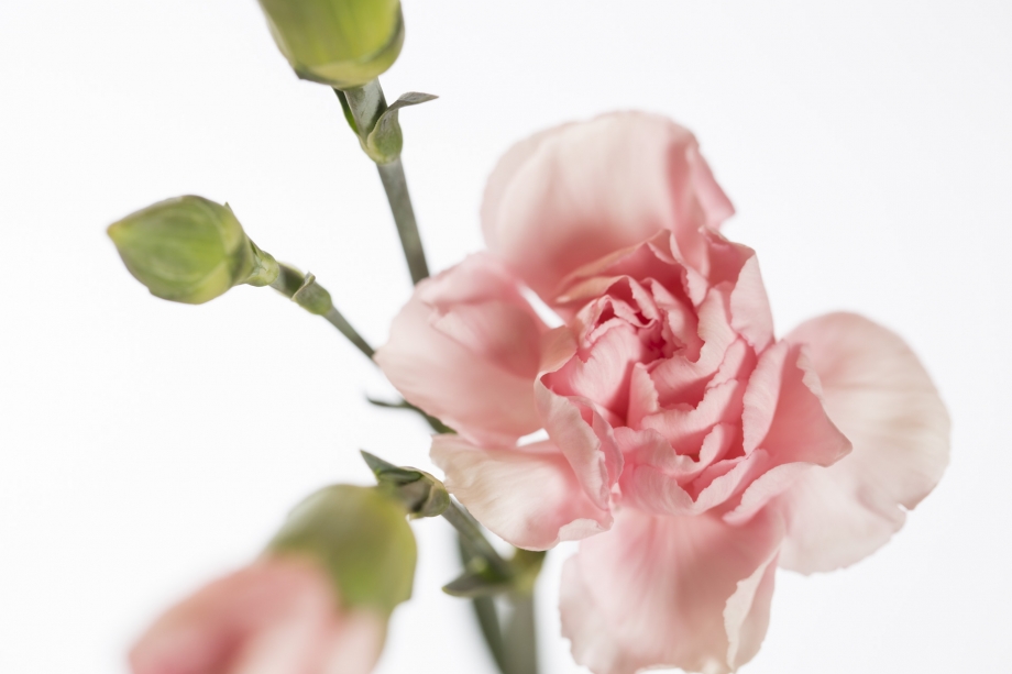 10b Dianthus Tr.L.Pink Star