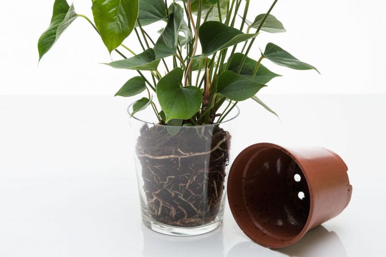in glazen pot 1