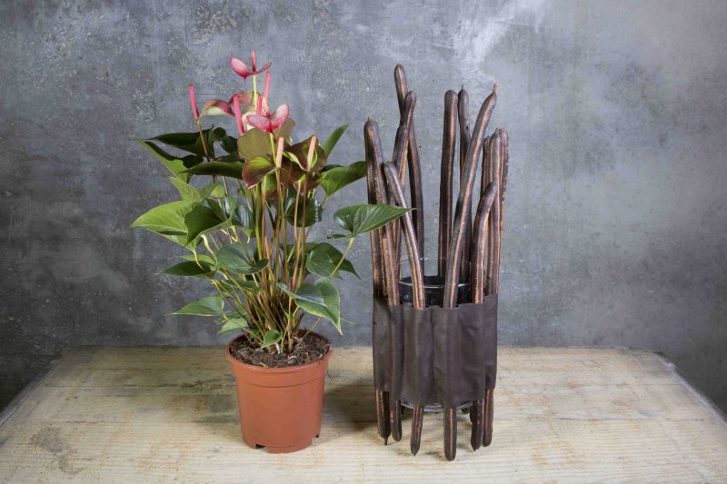 Fuerte Planta sbs1 Roos van Unen Hot Lips 6