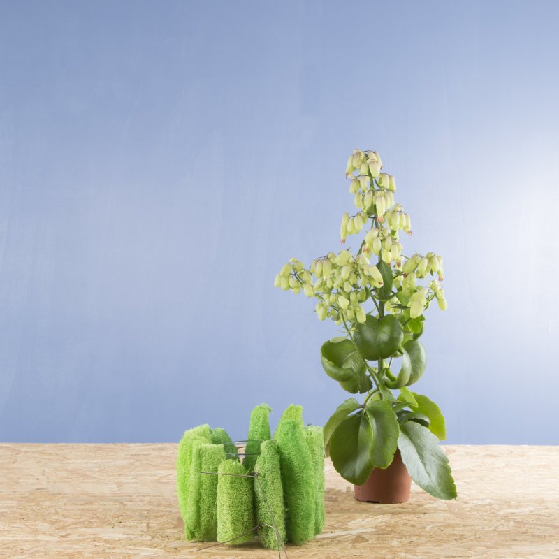 kalanchoe sbs roos 2