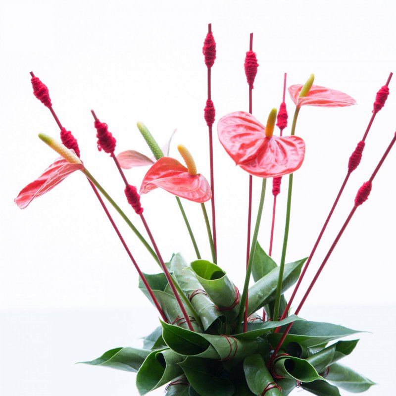 sbs Anthurium plant turns flower arrangement8