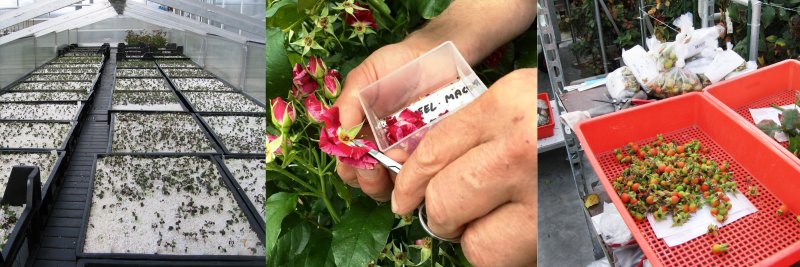 Interplant Roses bedrijfspagina