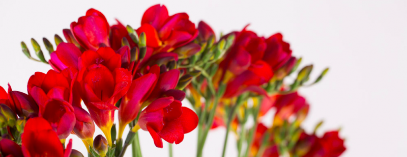 FreestyleFreesia design Chantal Vollenbroek Flower Factor