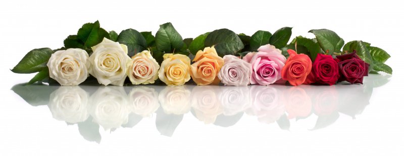 Arend Roses assortment