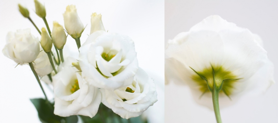 bedrijfspagina van der lugt lisianthus wit