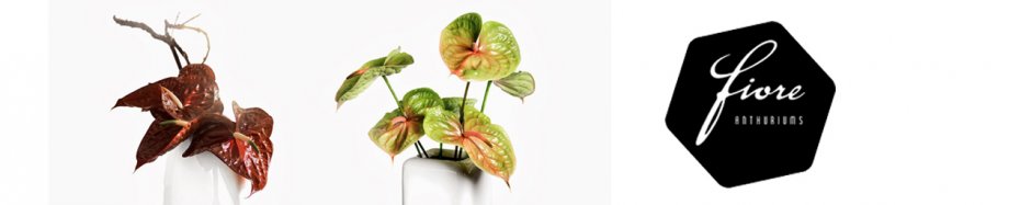 bannerfiore
