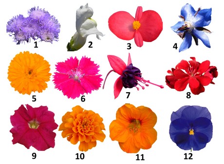 eetbare bloemen zijn gezond