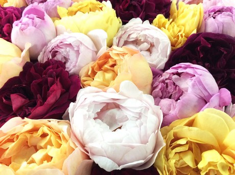 eetbare rozen westlands