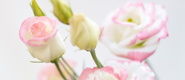 van der lugt lisianthus