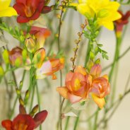 Flaming #FreestyleFreesia design - close-up