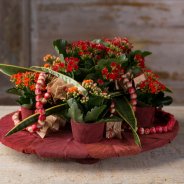 Kalanchoe design by Roos van Unen Flower Factor Always Kalanchoe3