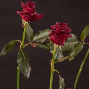 Fluweelzacht en luxueus