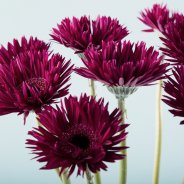 Dieppaarse Mi Punki Isra