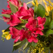 Pink Alstroemeria 'Rome'
