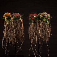 Kerst met Kalanchoë's