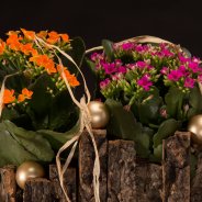 Kerst met Kalanchoë's