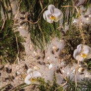 Festive Christmas painting with Christmas branches