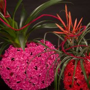 Festive Christmas arrangement with Bromeliads
