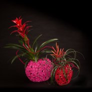 Festive Christmas arrangement with Bromeliads