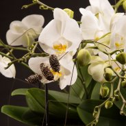the Willd Orchid from Opti-flor