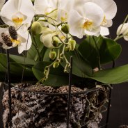 Christmas orchid design - Roos van Unen Flower Factor