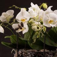 Christmas orchid design - Roos van Unen Flower Factor