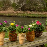 Ranunculus Vortex - outside