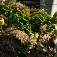 Green Hydrangea funeral design Kristel van Dijk Flower Factor