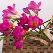 Bright pink Freesia arrangement close-up