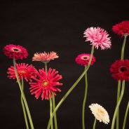 Mix Mini Gerbera Kerstdecoratie